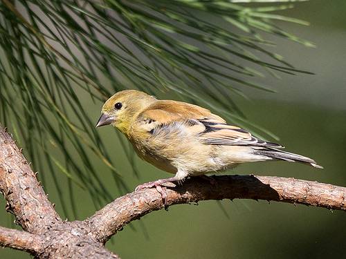 American Goldfinch juvenile by jvhigbee is licensed under CC BY-NC-ND 2.0